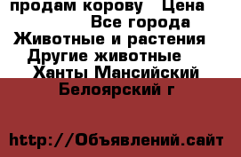 продам корову › Цена ­ 70 000 - Все города Животные и растения » Другие животные   . Ханты-Мансийский,Белоярский г.